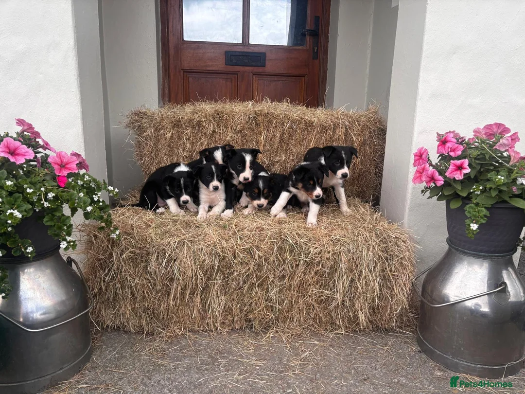 Border Collie dogs for sale: Beautiful Collie Puppies in Llandovery - Advert 1