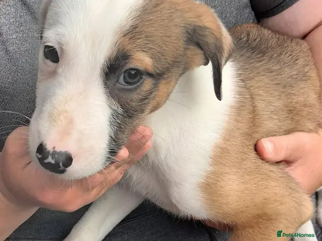 Lurcher dogs Beautiful well bred lurcher puppies - Advert 1