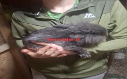 Mixed Breed rabbits for sale: 10 mixed breed rabbits  - Advert 13