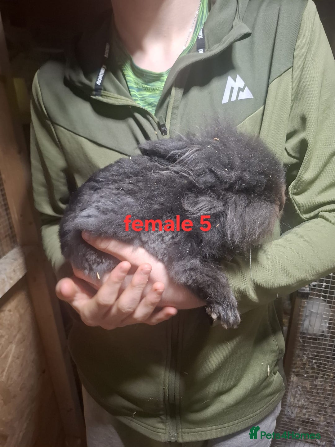 Mixed Breed rabbits for sale: 10 mixed breed rabbits  - Advert 13