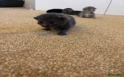 Mixed Breed cats for sale: Three Gorgeous Kittens - Image 18