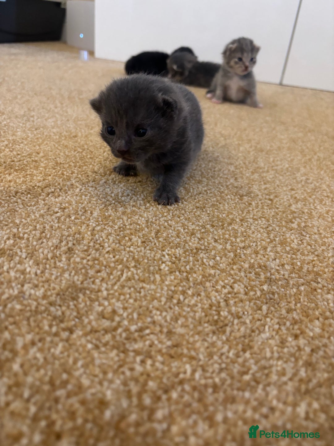 Mixed Breed cats for sale: Three Gorgeous Kittens - Image 18