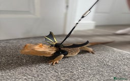 Bearded Dragon reptiles for sale: Bearded dragon  - Advert 3