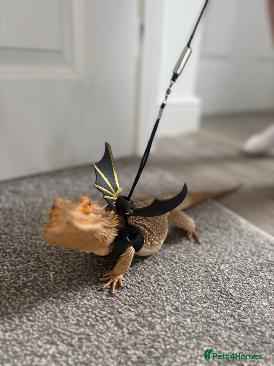 Bearded Dragon reptiles for sale: Bearded dragon  - Advert 3