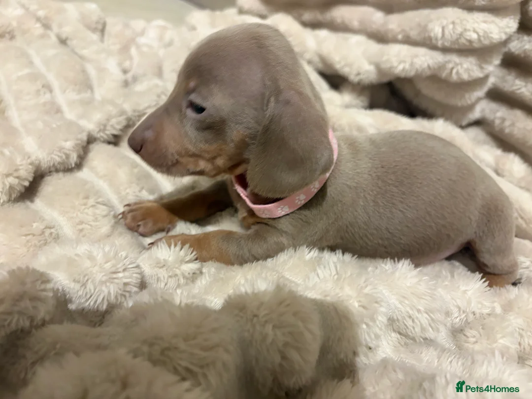 Miniature Dachshund dogs for sale: Miniature Dachshund Isabella’s puppy’s 😍😍 - Advert 9