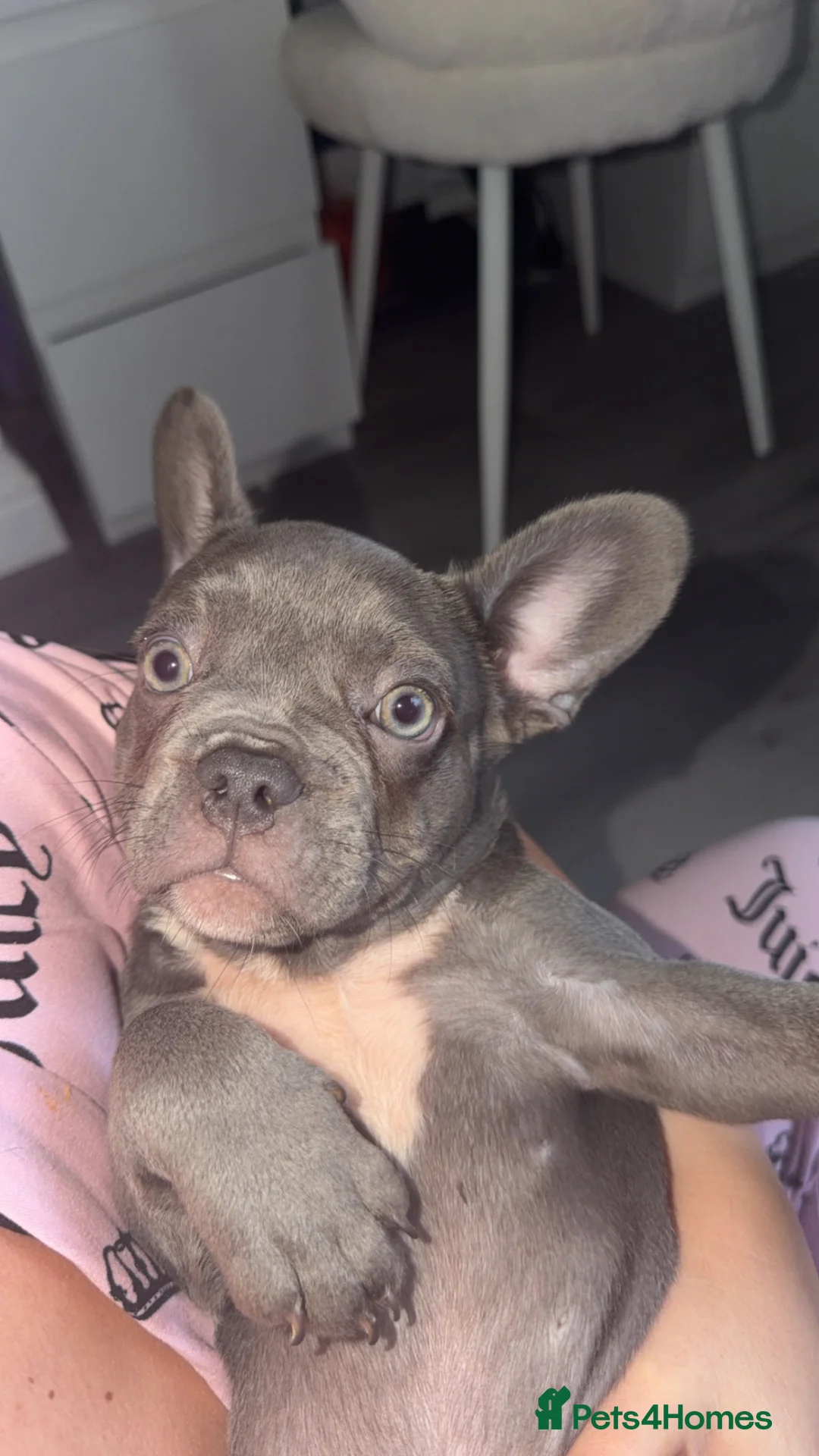 French Bulldog dogs for sale: ONE LEFT - LILAC LADY KC REG - Advert 1