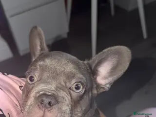 French Bulldog dogs ONE LEFT - LILAC LADY KC REG - Advert 5