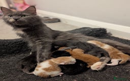 Maine Coon cats for sale: Maine Coon Kittens - Image 21