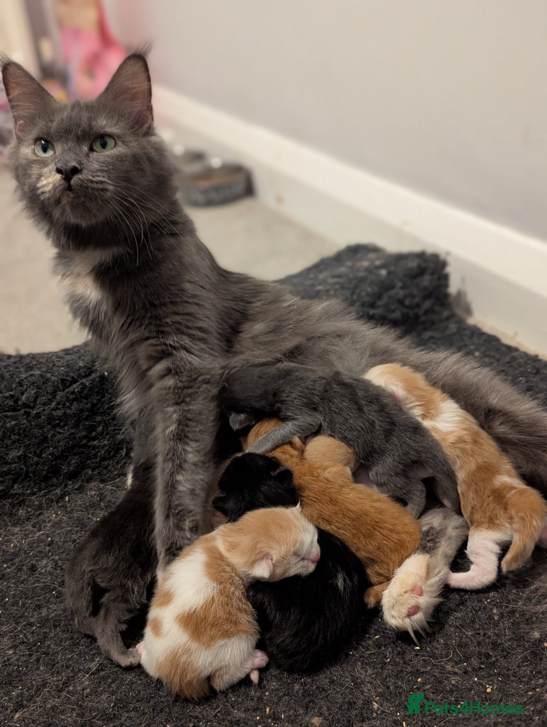 Maine Coon cats for sale: Maine Coon Kittens - Image 21