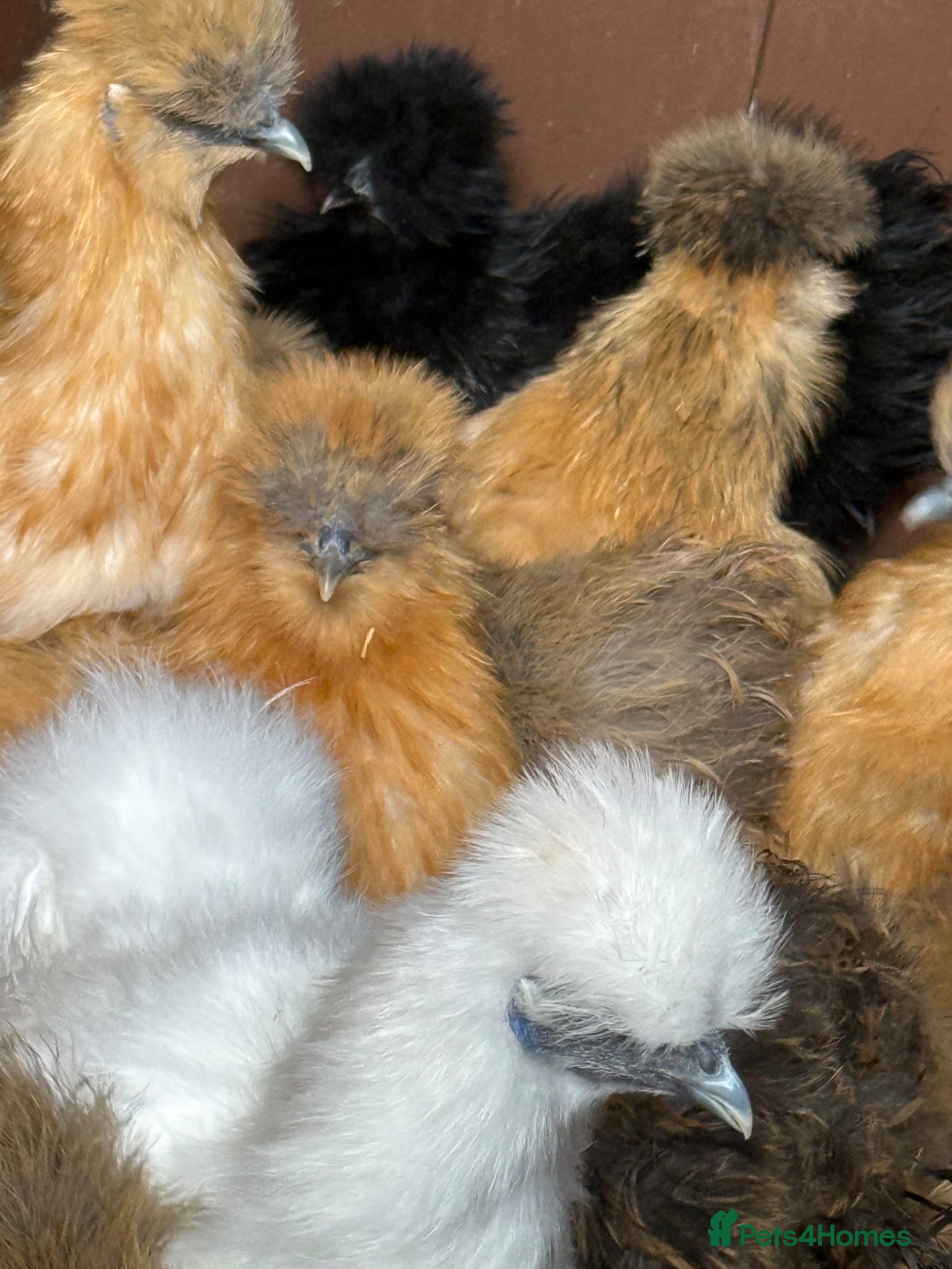 Chickens poultry Silkie hens kings Lynn  - Advert 1