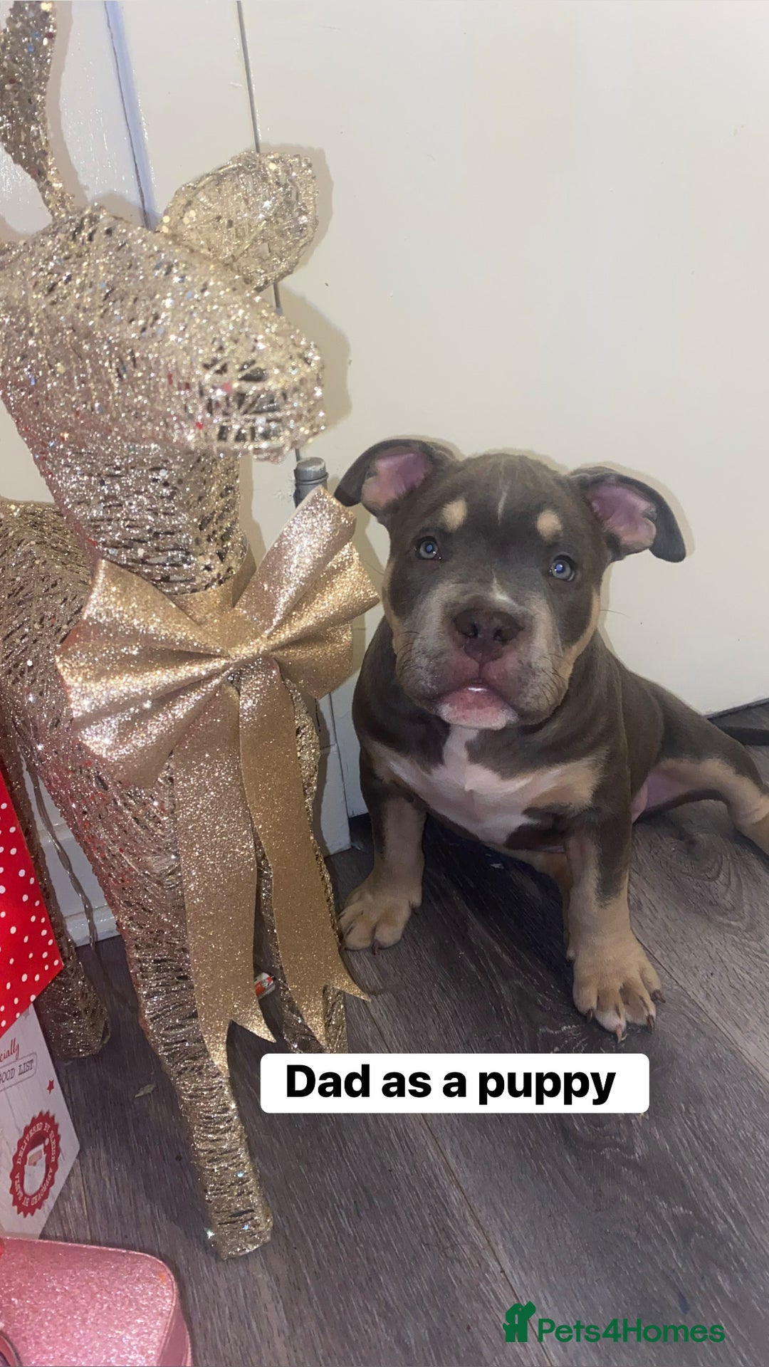 American Bulldog dogs for sale: American bulldog puppy  - Advert 3