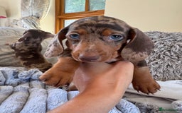 Miniature Dachshund dogs for sale: ❤️🐾💫 Outstanding Miniature Dachshunds 🐾❤️💫 - Image 9