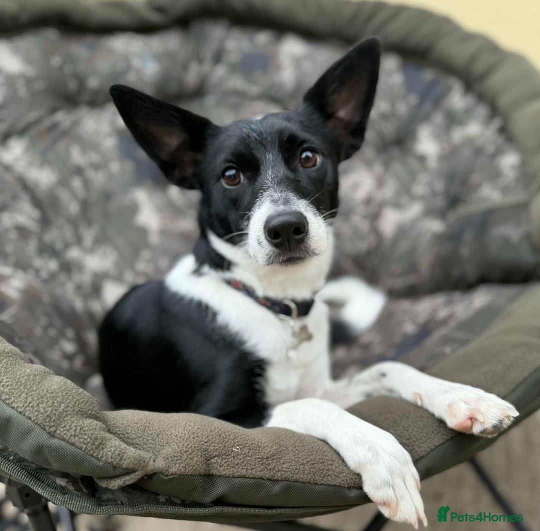 Mixed Breed dogs for sale: Poppy  - Advert 12