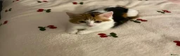Mixed Breed cats for sale: Beautiful calico female kitten - READY NOW - Advert 5