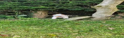 Basset Hound dogs for sale: Basset Hound pups KC registered  - Advert 4
