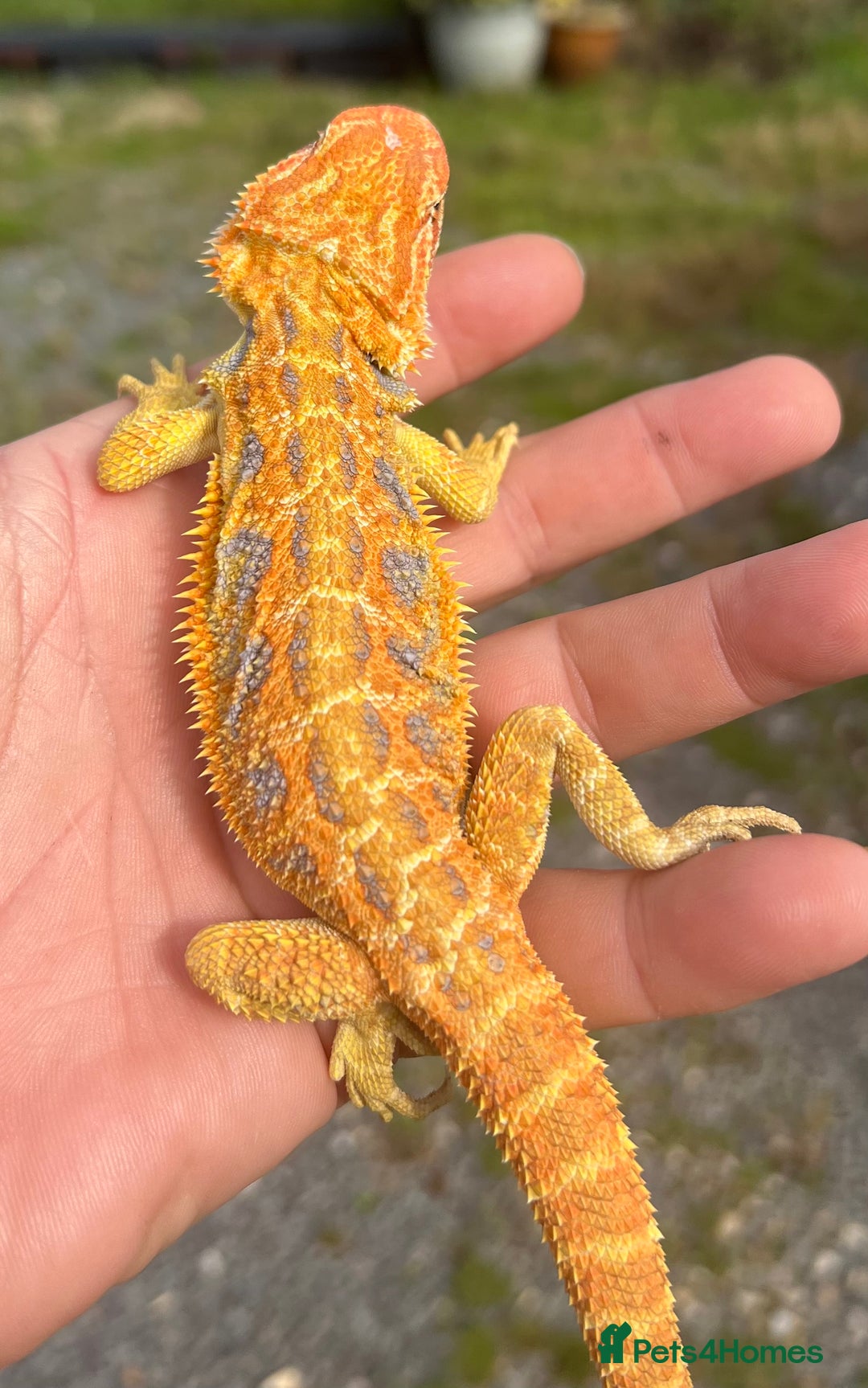 Bearded Dragon reptiles for sale: Stunning hypo bearded dragons - Image 3