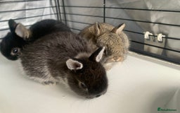 Netherland Dwarf rabbits for sale: Gorgeous Netherland Dwarf Rabbits - 3 left 🐰 - Image 4