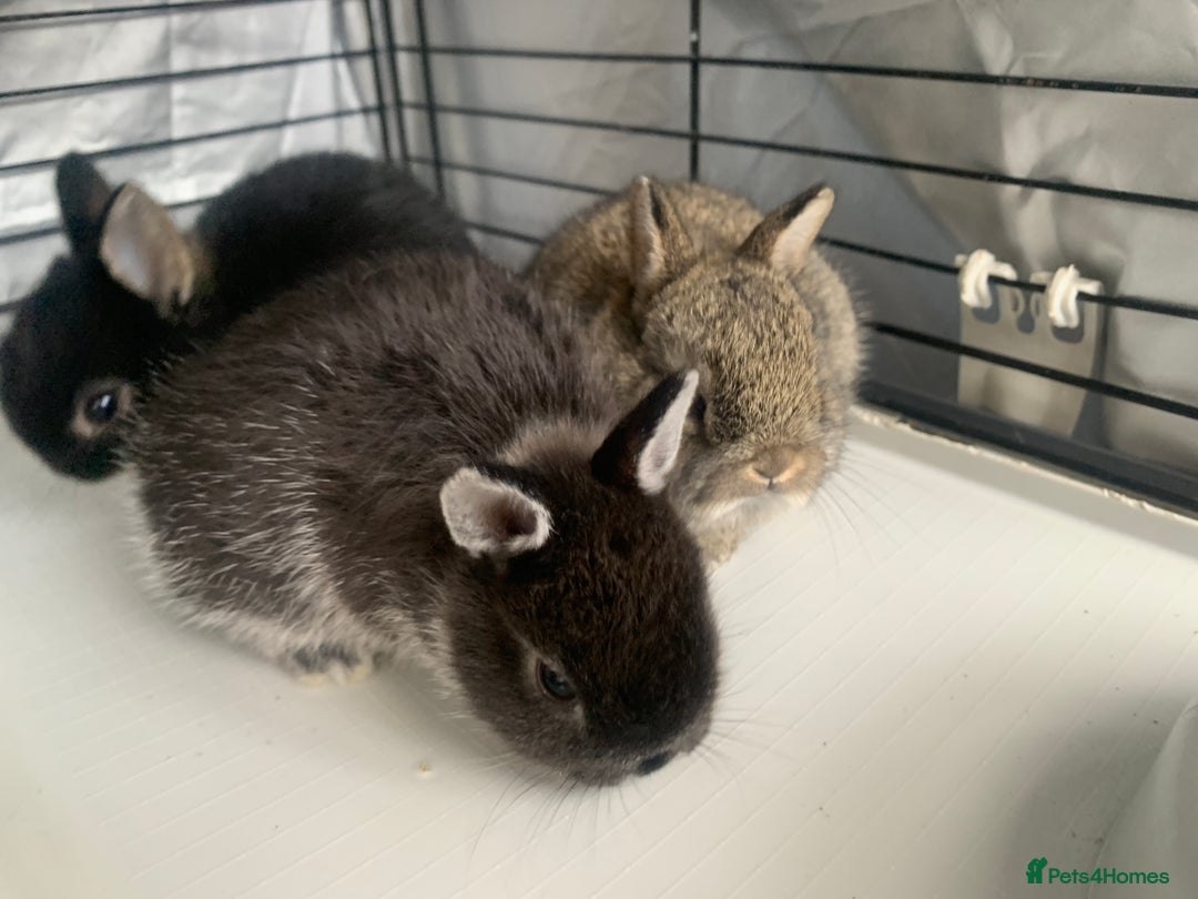 Netherland Dwarf rabbits for sale: Gorgeous Netherland Dwarf Rabbits - 3 left 🐰 - Image 4