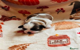 Shih Tzu dogs for sale: Shih tzu puppies - Image 4