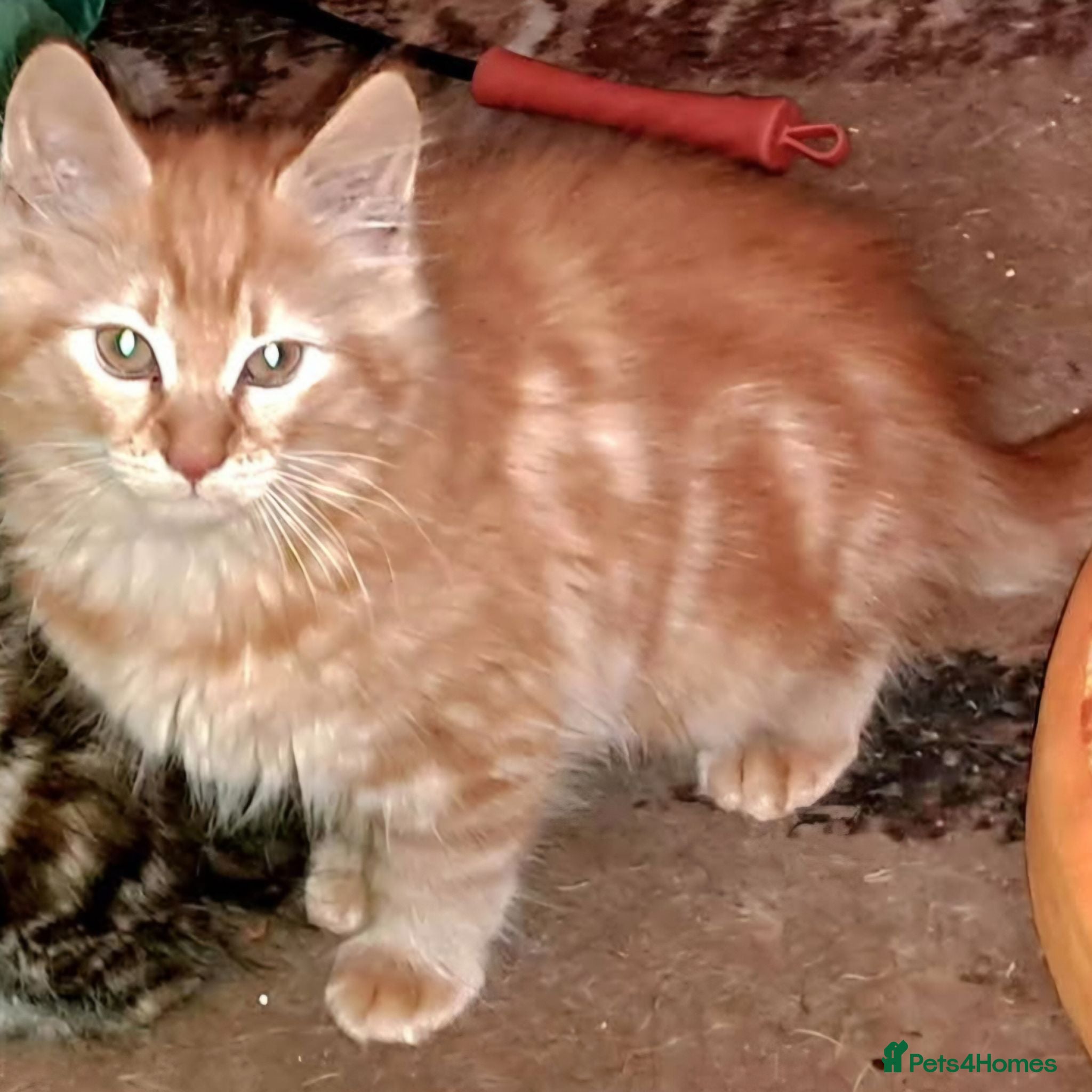 Mixed Breed cats Beautiful Kittens 😻 - Advert 1