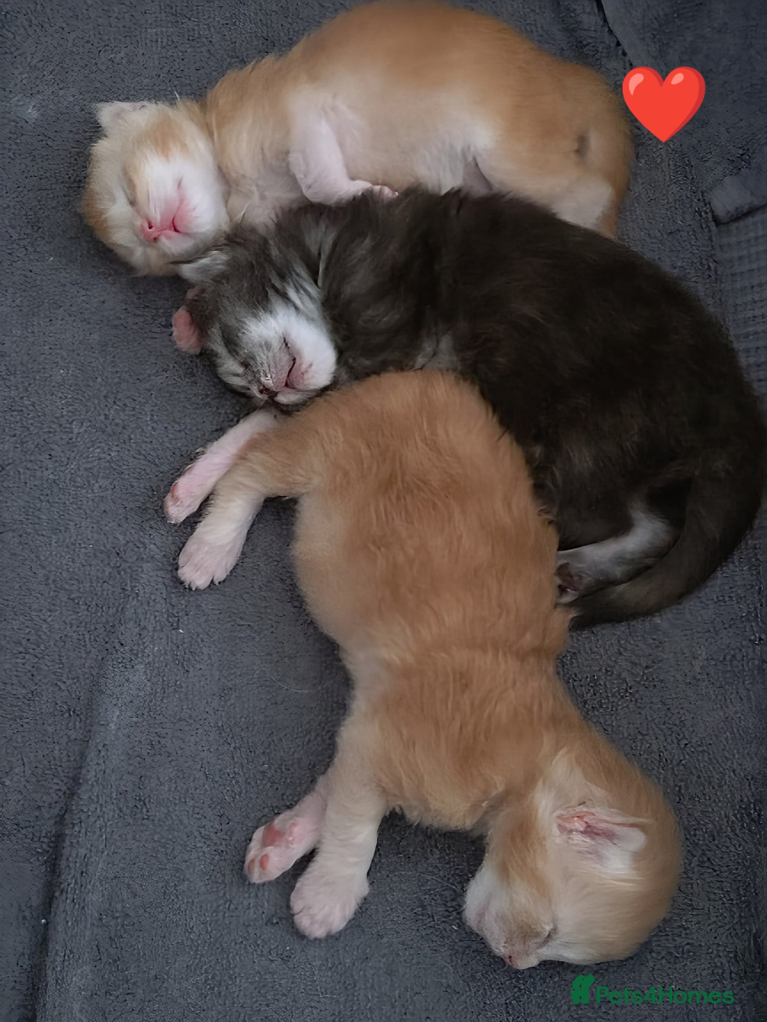 Maine Coon cats for sale: Maine coon boy kitten GCCF pedigree - Advert 11