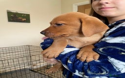 Labrador Retriever dogs for sale: Beautiful Lab girls for sale. Black and fox red.  - Image 2