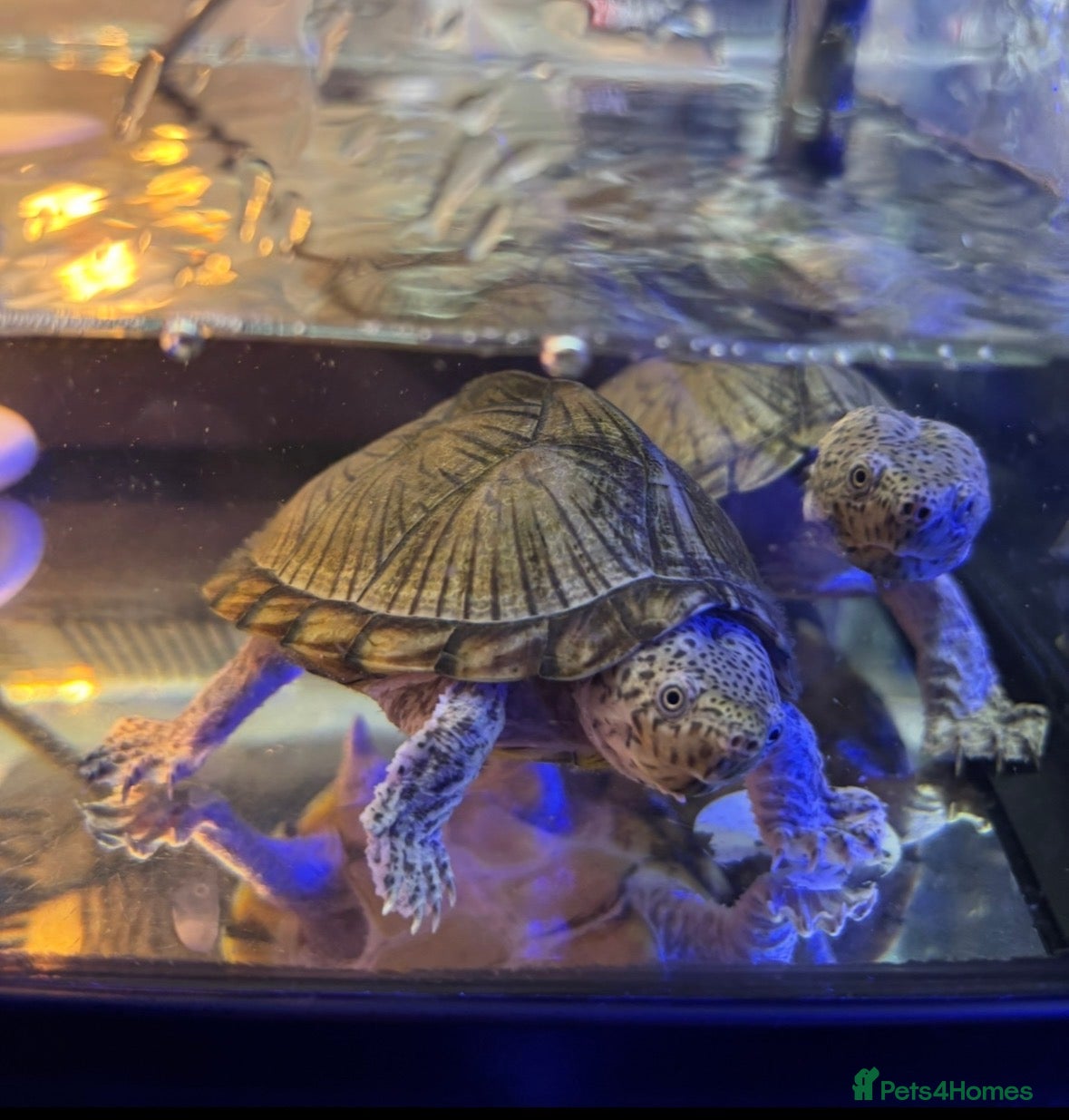 Turtle reptiles Razor back musk turtles  - Advert 1