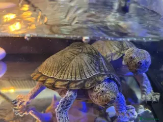 Turtle reptiles Razor back musk turtles - Advert 1