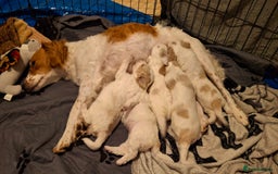 Cockapoo dogs for sale: Mr cassidy - Image 16