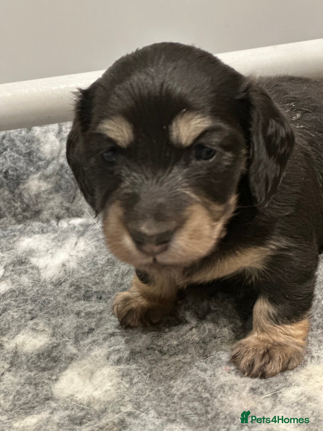 Miniature Dachshund dogs for sale: Miniature Long Haired Dachshund  - Advert 2