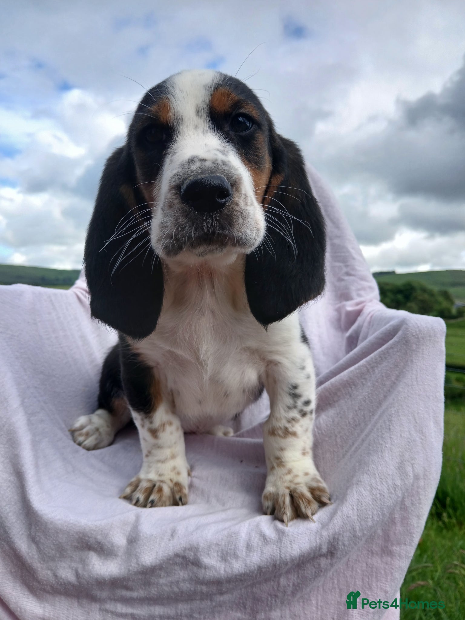 Mixed Breed dogs Basset x beagle puppies  - Advert 1