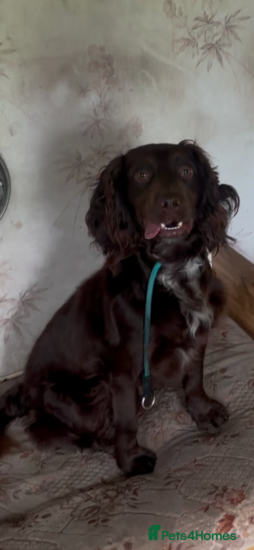 Cocker Spaniel dogs for sale: 16 month old Cocker Spaniel - Image 1