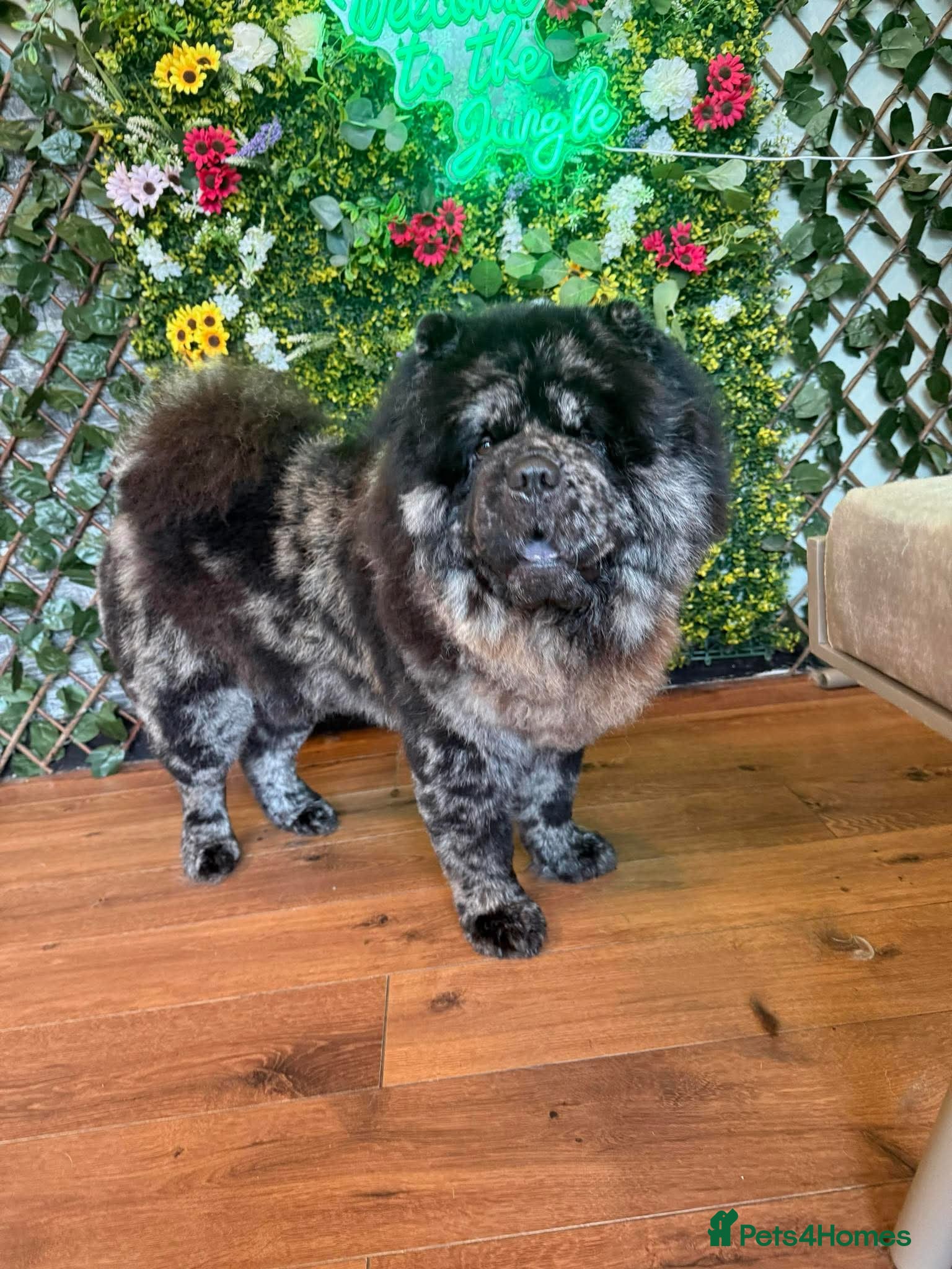 Chow Chow dogs MR CHOW - Black merl - Advert 6