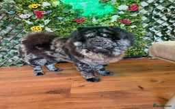 Chow Chow dogs for stud: MR CHOW - Black merl - Image 1