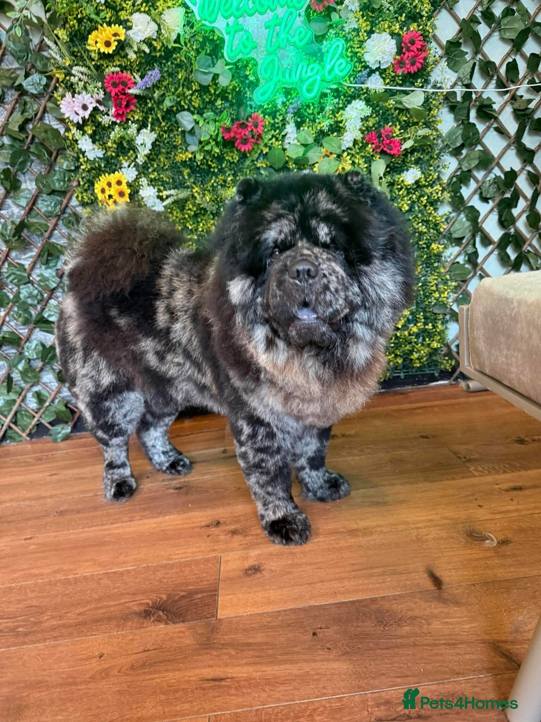 Chow Chow dogs for stud: MR CHOW - Black merl - Image 1