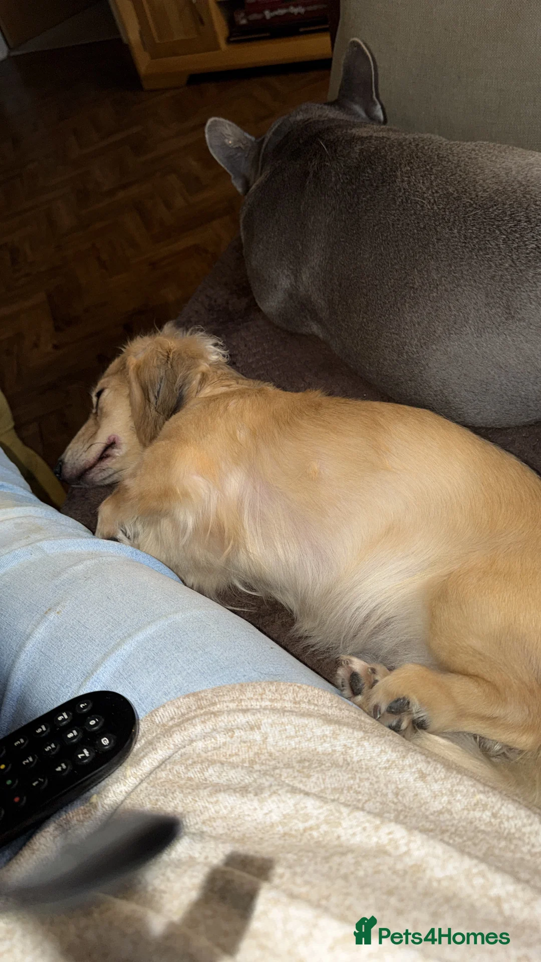 Dachshund dogs for sale: Long haired miniature  - Advert 5