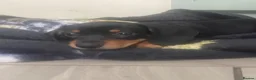 Dachshund dogs for sale: Beautiful sliver merle & Black and Tan dachshunds - Advert 4