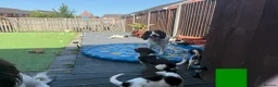 English Springer Spaniel dogs for sale: Last 3 5th Generation Liver and White ESS Puppies - Advert 3