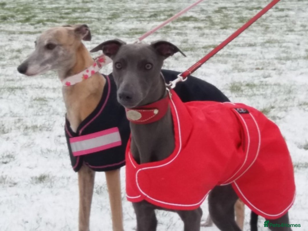 Whippet dogs for stud: BLUE PEDIGREE KC REGISTERED WHIPPET AT STUD in Salisbury - Image 16