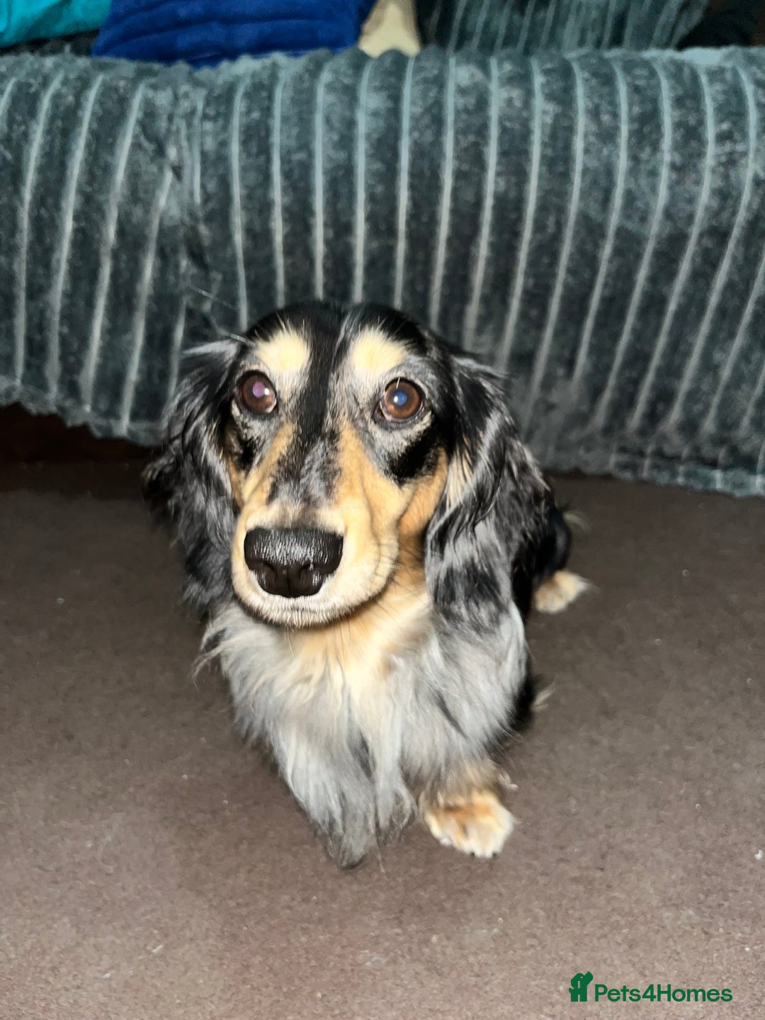 Miniature Dachshund dogs for stud: Mini long haired dapple dachshund Odin for stud.   - Advert 5