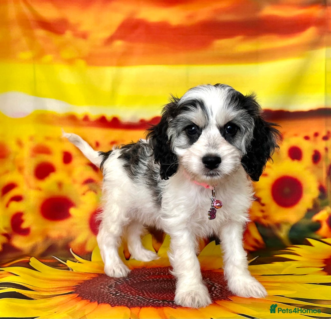 Cockapoo dogs for sale: ⭐️Rare Silver Phantom DNA CLEAR Mini F1 Cockapoos - Image 8