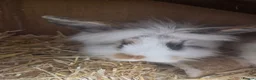 Mixed Breed rabbits for sale: Lion head mixed with mini flop - Advert 5