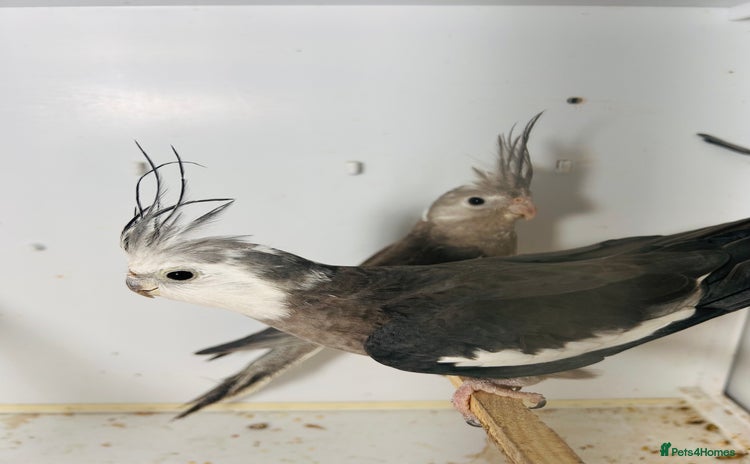 Cockatiels birds - Advert 2