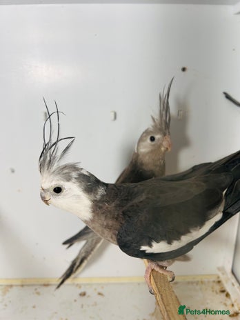 Cockatiels birds - Advert 15