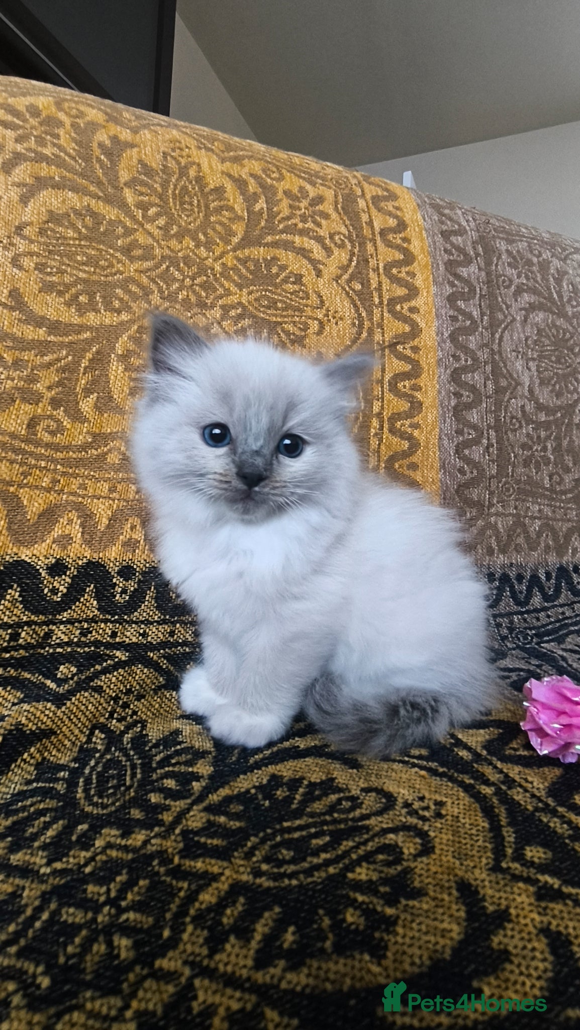 Ragdoll cats for sale: Beautiful ragdolls are looking for a forever home  - Advert 10