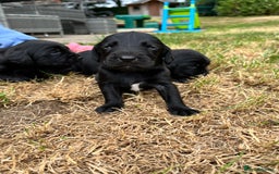 Cockerdor dogs for sale: Beautiful Cockerdor Puppies  - Image 5
