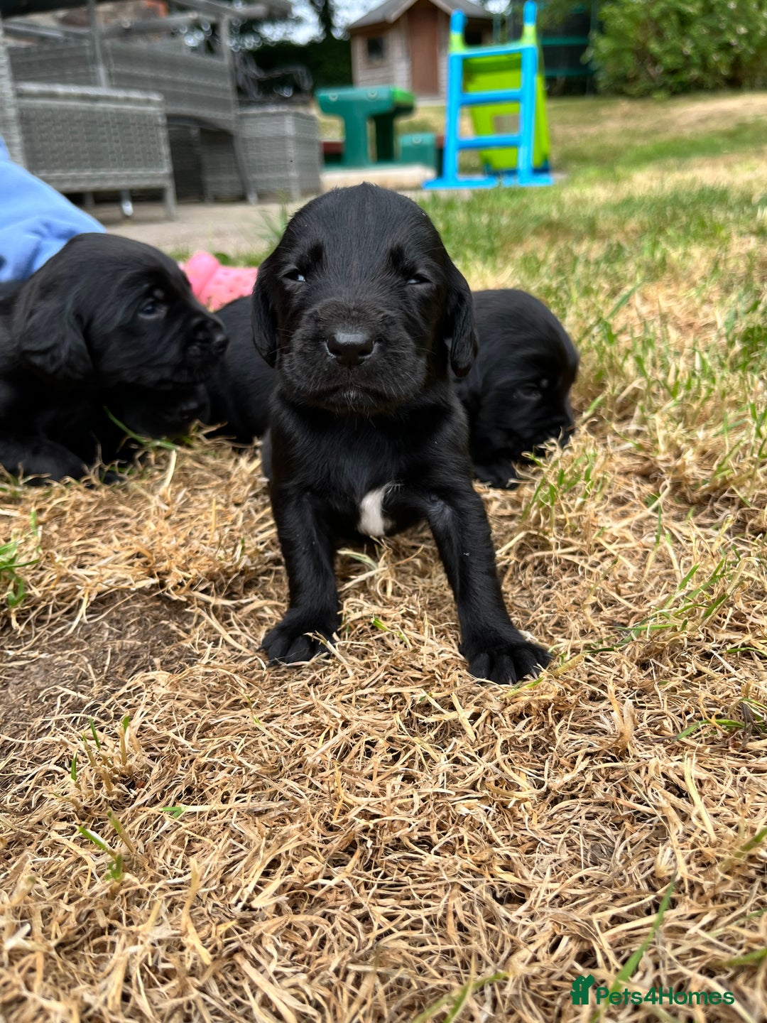 Cockerdor dogs for sale: Beautiful Cockerdor Puppies  - Image 5