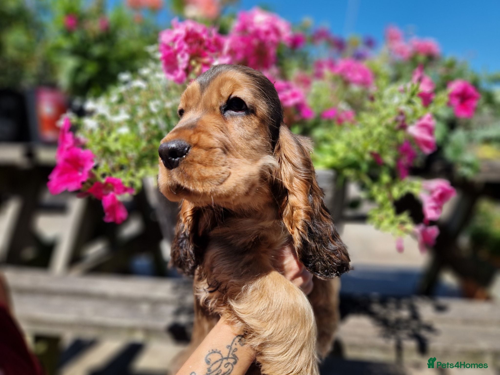 Cocker Spaniel dogs KC Pedigree Show Cocker Spaniel Puppies - Advert 2