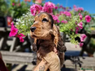 Cocker Spaniel dogs KC Pedigree Show Cocker Spaniel Puppies - Advert 2