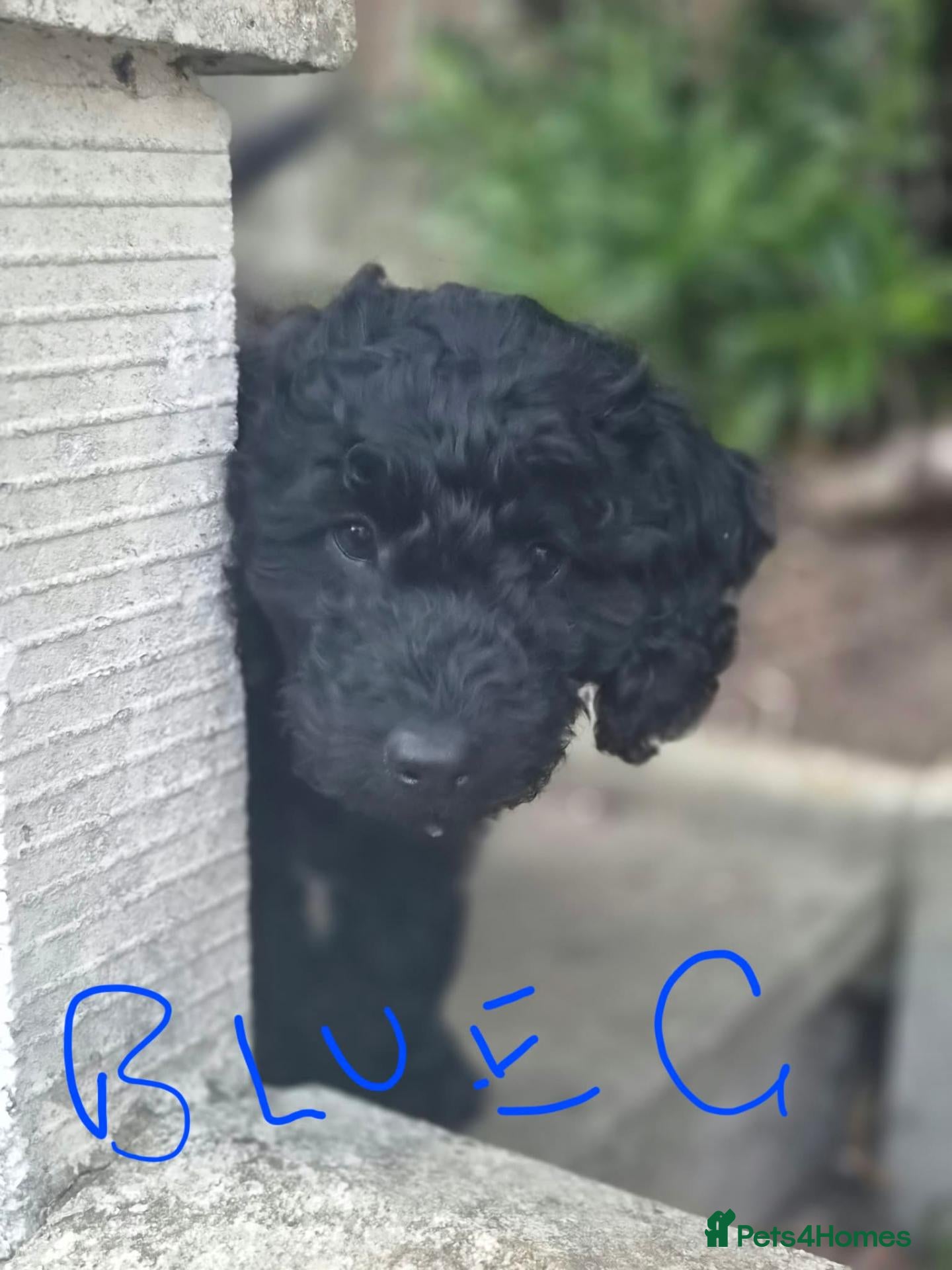 Cockapoo dogs Cockapoo puppies  - Advert 10